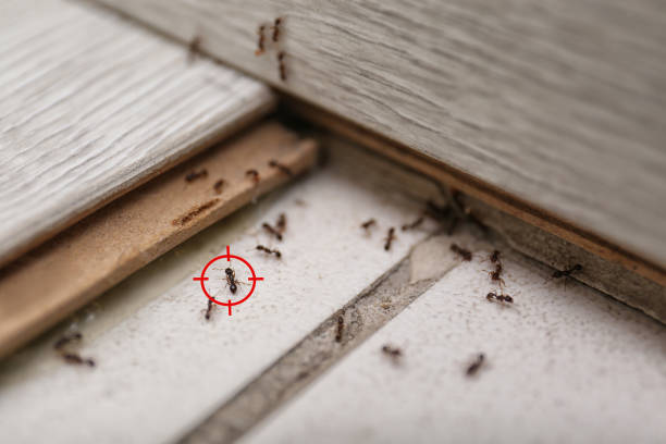 Best Affordable Pest Control Services  in Harwood Heights, IL