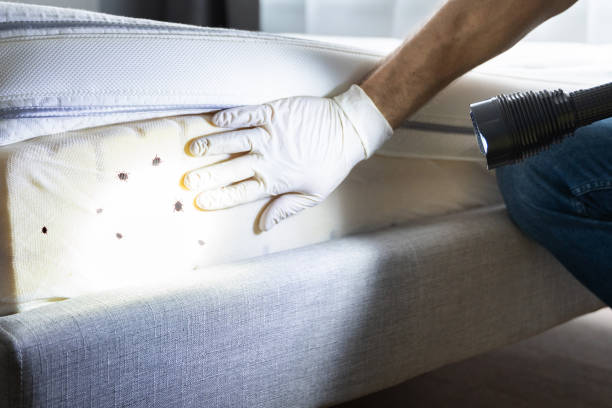 Best Pest Control Near Me  in Harwood Heights, IL
