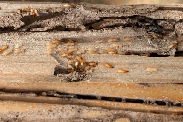 Best Spider Control Near Me  in Harwood Heights, IL