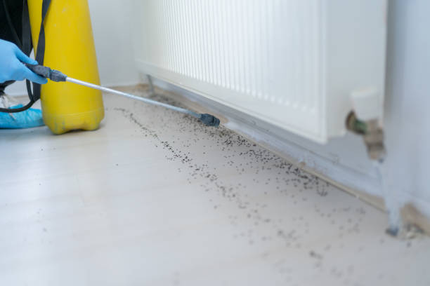 Professional Pest Control in Harwood Heights, IL