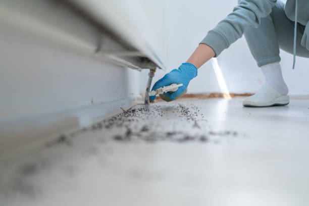 Best Rodent Control Near Me  in Harwood Heights, IL